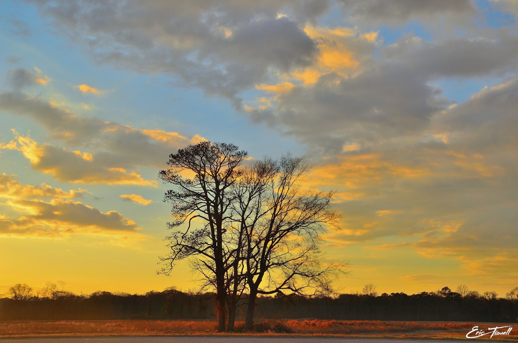 Trees silhouetted against a golden evening sky
